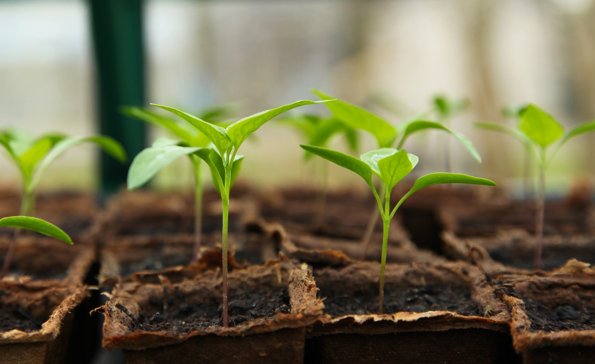 seedling-g481197d40_1920